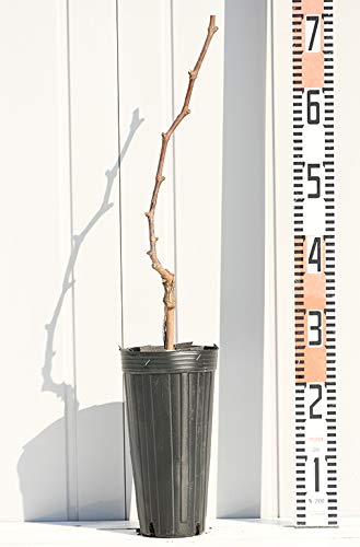 Amazon.co.jp: ぶどう 苗木 【天晴（あっぱれ） ［登録品種］】 1年生